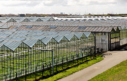 Nieuw borgstellingskrediet glastuinbouw