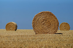 Kabinet steunt boeren tegen gevolgen droogte