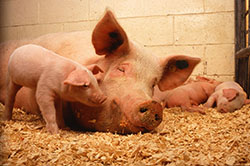 Extra subsidie voor varkenshouderijen die willen stoppen