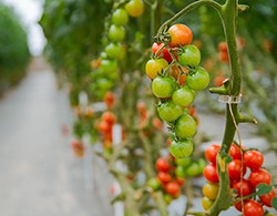 175 miljoen euro beschikbaar voor duurzamere landbouw