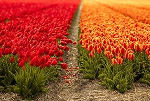 Vraag nu subsidie ongedekte vaste kosten land- en tuinbouw aan